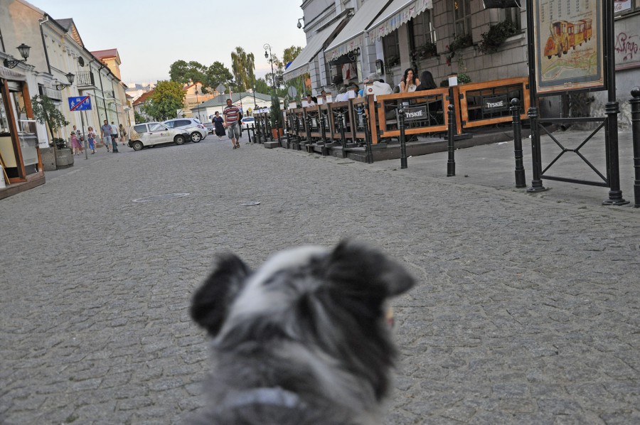 Pies na urlopie w Płocku