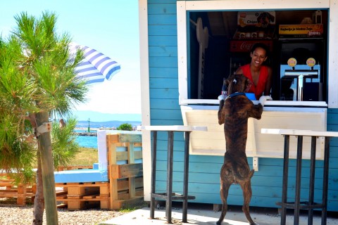 Taka psia plaża tylko w Chorwacji. To istny raj dla czworonogów!