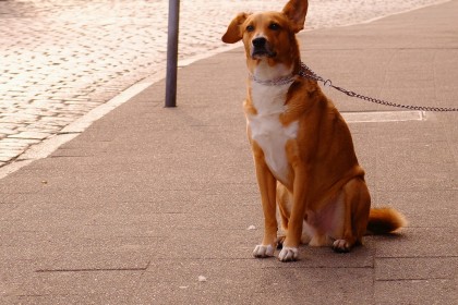 Pan na zakupach, a pies w samochodzie – zobacz świetną kampanię Galerii Bałtyckiej przyjaznej psom!