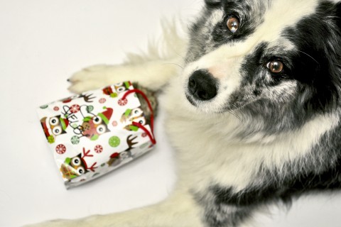 15 pomysłów na prezent dla miłośnika psów!
