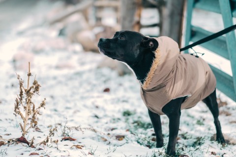 Jak przygotować psa do spacerów zimą w ubranku?