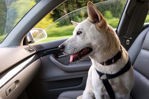 Jak bezpiecznie i zgodnie z przepisami przewozić psa lub kota w samochodzie?