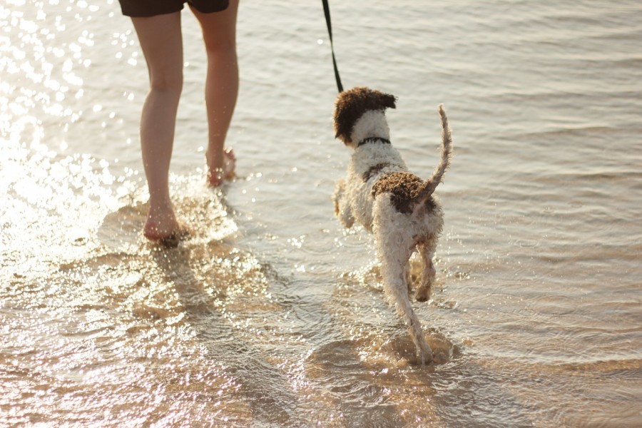 O podróżach z psem i miejscach przyjaznych. Bądź człowiekiem, zabierz psa na urlop! :)