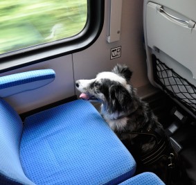 Dlaczego pies na siedzeniu w transporcie publicznym nie jest mile widziany?