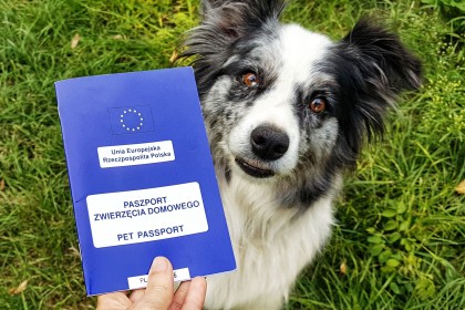 Zasady podróżowania z psem na terenie państw członkowskich Unii Europejskiej