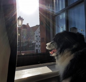 Pies testuje: Grand Hostel Gdańsk czyli urlop z psem w Trójmieście