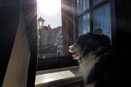Pies testuje: Grand Hostel Gdańsk czyli urlop z psem w Trójmieście